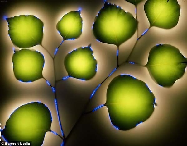 Растения под электричеством (15 фото)