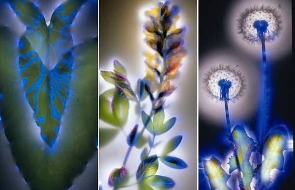 Растения под электричеством (15 фото)