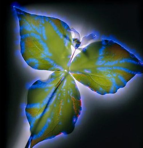 Растения под электричеством (15 фото)