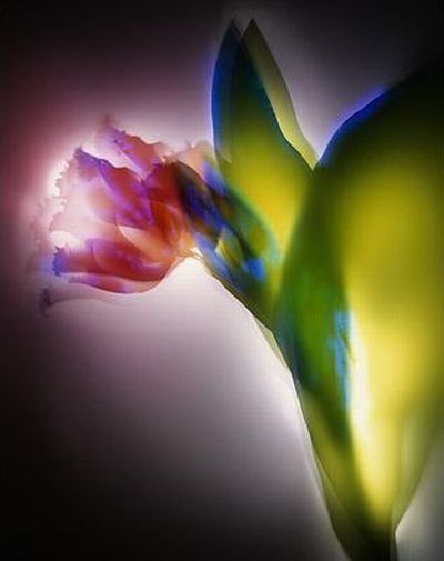 Растения под электричеством (15 фото)