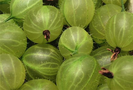 http://blogs.guardian.co.uk/food/gooseberries440z.jpg